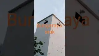 hasil budidaya sarang wallet hasil menjanjikan