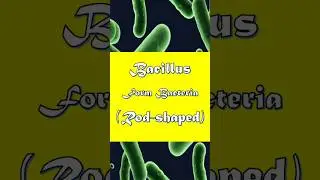 Bacillus Form Bacteria Explained in 45 Seconds!  #bacillus  #bacteriaexplained   #microbiology