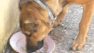 O almo&ccedil;o do cachorro! Este animal come tudo, este mundo e o outro!