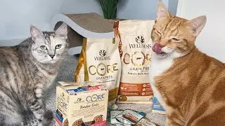 Удивляю своих кошек обилием еды! Обзор корма для кошек Wellness &mdash; мы попробовали весь ассортимент!