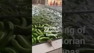 Shipping of Ecuadorian Bananas WhatsApp 009647700080039