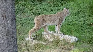 Der Wildtierpark Mehlmeisel im Fichtelgebirge