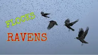 FLOCK OF RAVENS PLAYING SNOWFLAKES