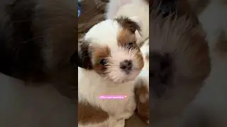 FILHOTE SE CO&Ccedil;ANDO 😂🐶🐾#pets #vlogdecasal #animals #fyp #fypシ ￼