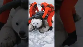 MONSTER Turtle Crushes Polar Bear's Ribs! DRAMATIC Animal Rescue! #animalrescue #polarbearrescue