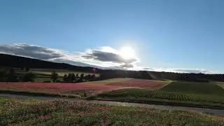 Mohnbl&uuml;te im Mohndorf Armschlag 