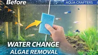 Guppy Fish Tank Cleaning | Algae Removal & Water Change