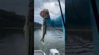 Bass trolling #fishing