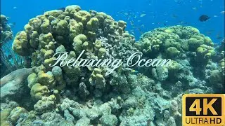 Fish and Corals Relaxing Oceanography [4k60] #ocean #relaxing #freediving #professional #sea #coral