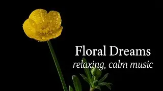 Floral Dreams: Let the gentle breeze of Calm music carry you into a world of peace and relaxation.