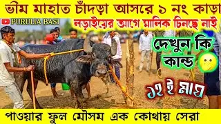 চাঁদড়া আসরে ১ নং কাড়া দেখুম মালিক চিনছে নাই !! মালিক - ভীম মাহাত 