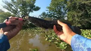 FISHING FOR  SNAKHEADS IN NEW JERSEY!