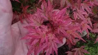 Japanese Maples in Yorkshire part 2 Acer palmatum phoenix