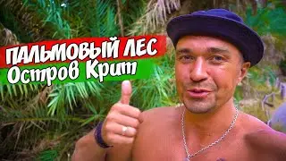 Пальмовый лес на Острове Крит