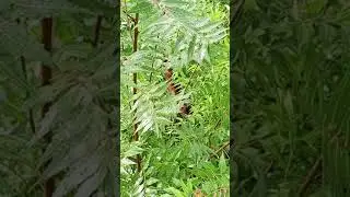 Spiritual and physical uses of Neem tree,