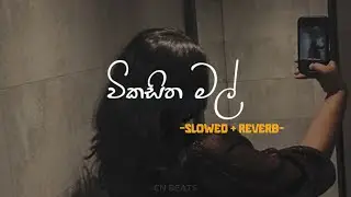 Wikasitha Mal (සත්තයි ආලේ මා දුන්නු කුලුදුල් ප්&zwj;රේමේ) | Slowed & Reverb | CN BEATS
