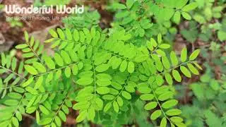 Very Beautiful Green Nature ( Beautiful Green Scenery )