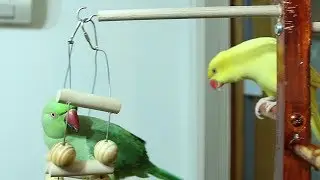 Get rid of old Perch dowel please!