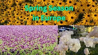 Spring Season in Austria Europe/Fr&uuml;hling Jahreszeit 2023/Beautiful Flowers