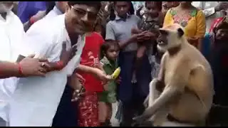 Bandar Wale Baba(A Monkey Giving Blessings To People In India)