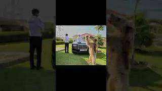 Humaid Albuqaish #461 🐅🐅 my son#animals #مصر #الامارات #الاسطور #ابرنس #NonstopCoolDance #humaid