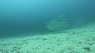 Ban de barracudas et Thomas qui part vers le courant fort - Komodo National Park