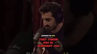 Elephants MUG Bananas🤯😳| Joe Rogan / Paul Rosolie #joerogan #paulrosolie #elephantstories