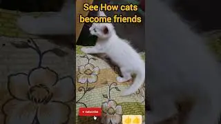 See When Two cats become friends! #catbond #cat