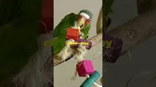 Why DO parrots talk like humans?🤔🦜🗣️  #birds #parrot #animals #trending