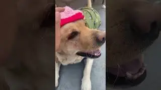 #max #topi #funday #amazing#life #viral #shorts