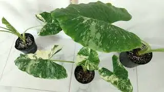 Giant Variegated Elephant Ears - RedneckShrek Etsy