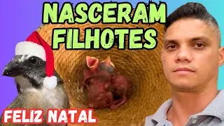 FILHOTES DE TRINCA FERRO (com 2 dias de nascido! o que fazer?)