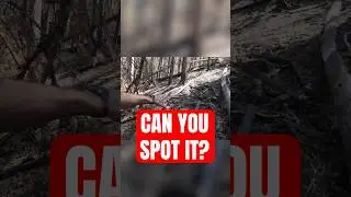А вы видите лесной гриб? #собирательство #собиратель #собирательеда