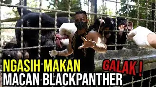 GILA ! HAND FEEDING MACAN BLACK PANTHER PAKE DAGING KANGGURU !!