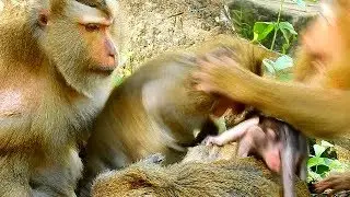 Bad Day for Tazana | Tazana was Terrified by Bonita So hard for Disturbing Janna