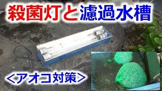 錦鯉【アオコ対策】殺菌灯と濾過水槽