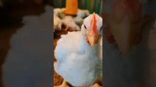 What happened to them ?💀🐔🍗 #uor #farmer #farming #viral #poultryfarming #youtubeshorts #warzone