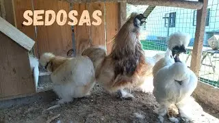 Atualização da nossa criação de sedosas | Coração Campeiro
