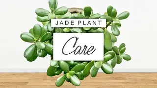 Jade Plant Care 🌱 Tips + Tricks For Crassula Ovata And PROPAGATION GUIDE!