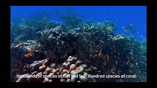 coral triangle #evironment #protection #help
