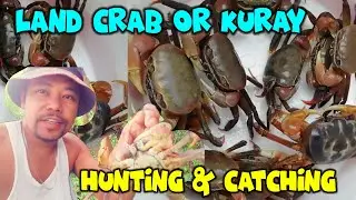 Land Crab or Kuray, hunting & catching#crab#kongo#landcrab#hunting #catching#farm #concretepond