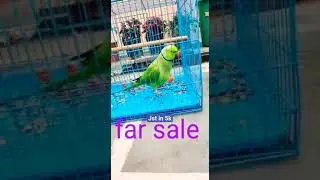 talking perote #perote #bird #birdlove #pets #cutebirds #shortsvideo #parrot #shorts