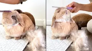 Bunny LOVES to get groomed!