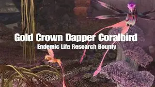Gold Crown Dapper Coralbird Bounty Guide