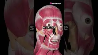 Face Muscles and Bones WOWWW! #medicineandsurgery #youtubeshorts