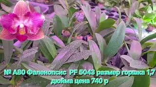 Продолжение мини обзора растений из предзаказного альбома на весну 2026. Ссылка на альбом в описании