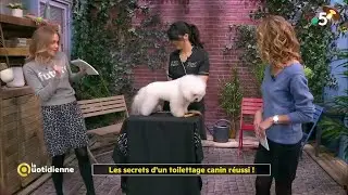 Les secrets d'un toilettage canin réussi ! - La Quotidienne