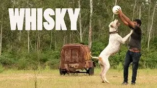 BULLY FEMALE WHISKY