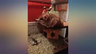 MidWest Homes for Pets Ferret Nation Critter Nation Small Animal Cages review