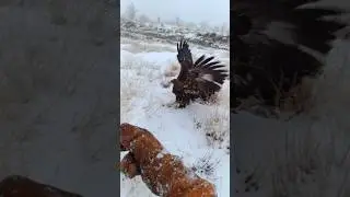 Golden Eagle training🤦 #goldeneagle #nature #training #shortvideo